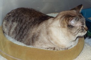 Picture of Princess Ann