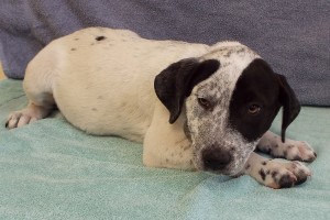 Picture of Atticus