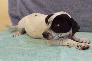 Picture of Atticus