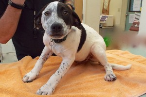 Picture of Atticus