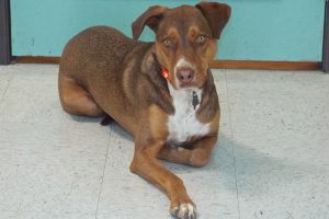 Picture of Rusty