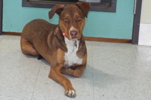 Picture of Rusty