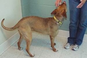Picture of Rusty