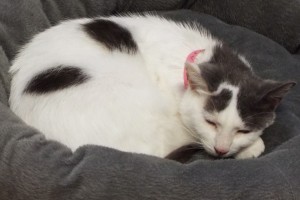 Picture of Samra
