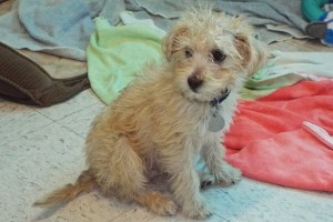 Picture of Schnapps