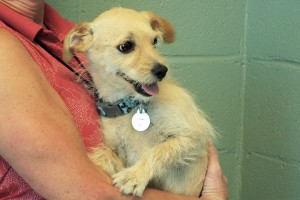 Picture of Tessie