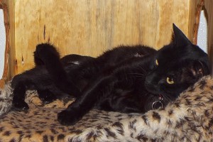 Picture of Snowflake