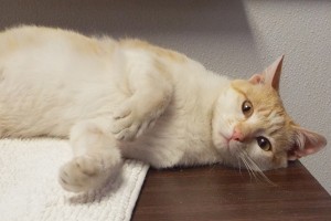 Picture of Tristan