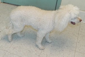 Picture of Amber