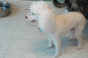 Picture of Amber