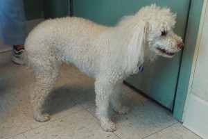 Picture of Amber