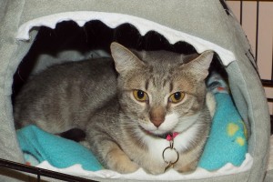 Picture of Athena