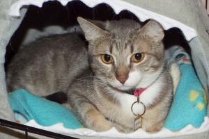 Picture of Athena