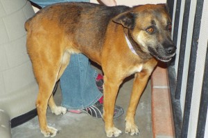 Picture of Belle