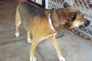 Picture of Belle