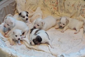 Picture of Berry & pups
