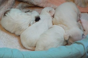 Picture of Berry & pups