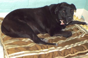 Picture of Boots