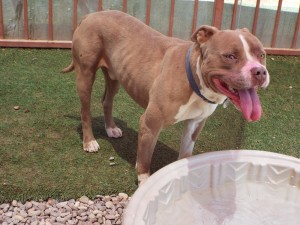 Picture of Brutus