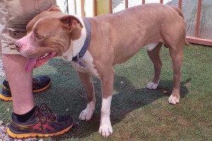 Picture of Brutus