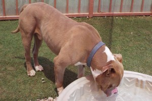 Picture of Brutus