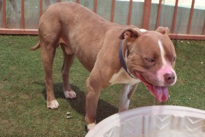 Picture of Brutus