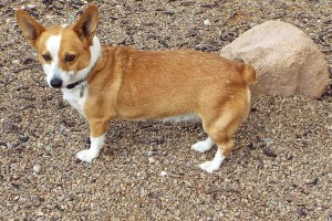 Picture of Cassie