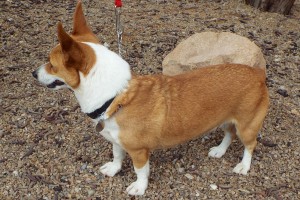 Picture of Cassie
