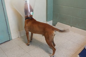 Picture of Charlie Pup