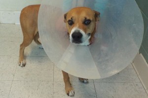 Picture of Charlie Pup