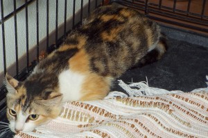 Picture of Cydney