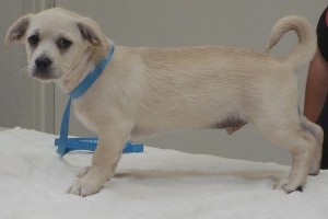 Picture of Falcor