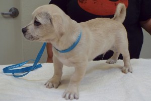Picture of Falcor