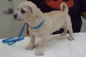 Picture of Falcor