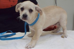 Picture of Falcor