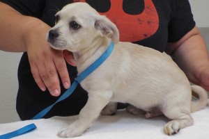 Picture of Falcor
