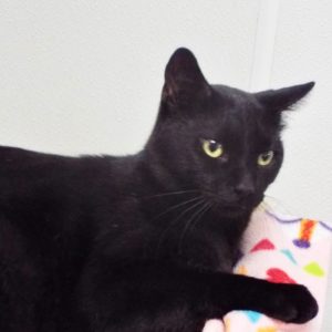 Picture of Goliath