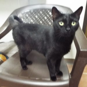 Picture of Goliath