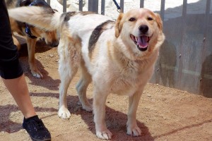 Picture of Happy