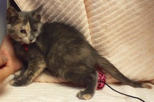 Picture of Jeannie