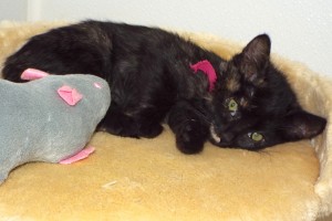 Picture of Lira