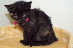 Picture of Lira