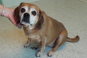 Picture of Sadie