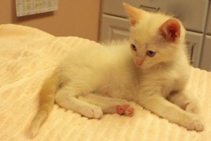 Picture of Silver