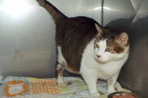 Picture of Sox