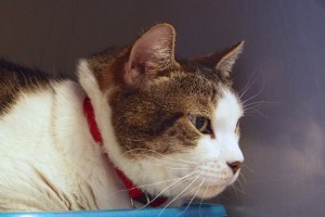 Picture of Sox