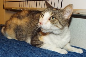 Picture of Sweet Pea