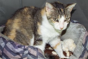 Picture of Sweet Pea