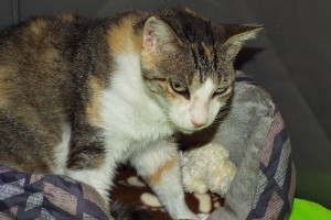 Picture of Sweet Pea