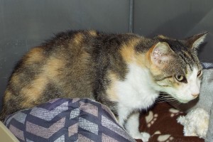 Picture of Sweet Pea